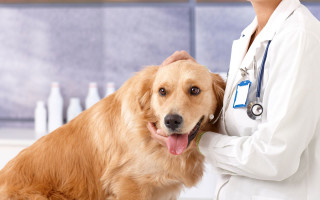 Ветеринар-диетолог для животных