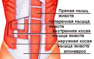 Питание прыткой ящерицы: секреты здорового рациона