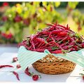 Стручковой перец