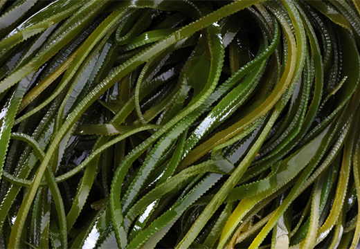 зеленые водоросли